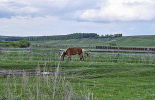 eenzaam paard schaafwonden in de weide foto