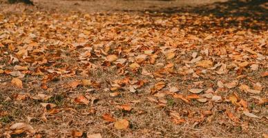 herfst bladeren in de veld. achtergrond van herfst bladeren. de grond is bezaaid met bladeren. herfst landschap foto
