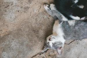 grijs katje leugens Aan de grijs vloer. de katje slaapt Aan de beton vloer. een schattig grijs en wit kat is rusten. dag van katten. foto
