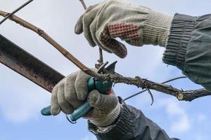 snoeien een druif struik, tak, snoeien de Liaan van druiven. keuken tuin, vormen een druif struik foto