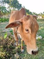 dorp keer bekeken koe in de veld- foto