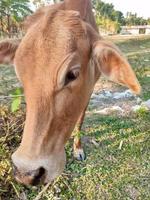 dorp keer bekeken koe in de veld- foto