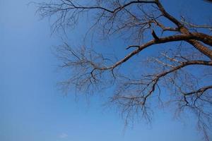 bladerloos boom met lucht achtergrond foto