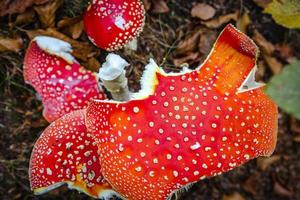 natuur fotografie, detailopname van een ernstig giftig schimmel met een gebroken stam foto