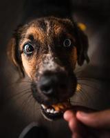 extreme close-up van hond die een traktatie accepteert foto