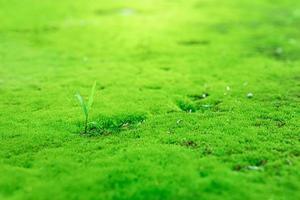 close-up van mooi heldergroen mos in tuin met stenen foto