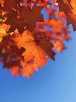 esdoorn bladeren worden oranje foto