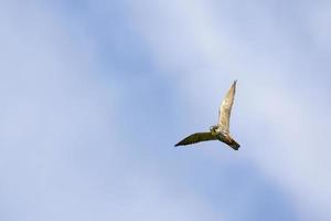 euraziatische hobby boven het hoofd vliegen foto