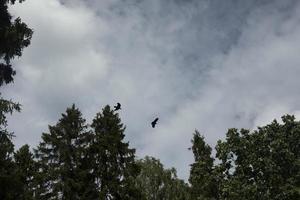 vogel in lucht. raaf vliegen. vlucht van vogel tegen achtergrond van wolken. dier leven. foto
