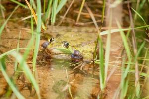 groen kikker met gezwollen wangen in de vijver. foto