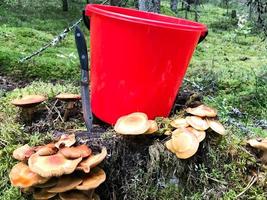 stomp in de Woud met een veel van mooi smakelijk eetbaar champignons met een rood emmer en een scherp mes in de bossen tegen een achtergrond van bomen. concept paddestoel plukken, cadeaus van natuur foto