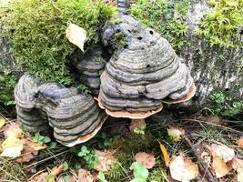 verschillend houtachtig heerlijk champignons Aan de boom romp van een log gedekt met natuurlijk groen mos en gras met bladeren in de Woud. foto