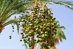 de top van een groot tropisch exotisch hoog datum palm met groot groen bladeren en groeit bungelend fruit groen onvolwassen tegen de blauw lucht foto