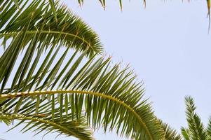 de tops van de boomstammen van mooi tropisch exotisch palm bomen met groot groen bladeren tegen de blauw lucht foto