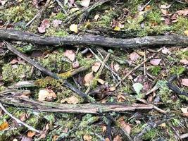 structuur van stokjes en takken, logboeken van wortels gedekt met natuurlijk groen mos en gras met bladeren in de Woud foto