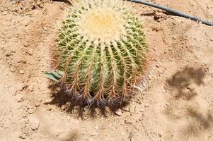 de structuur van een groen stekelig natuurlijk Mexicaans heet vers sterk mooi woestijn cactus met doornen en zand. de achtergrond foto