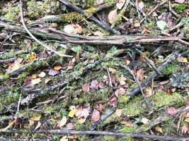 structuur van stokjes en takken, logboeken van wortels gedekt met natuurlijk groen mos en gras met bladeren in de Woud foto