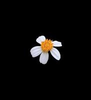 jas toetsen of Mexicaans madeliefje of tridax madeliefje bloem. dichtbij omhoog klein wit bloem geïsoleerd Aan zwart achtergrond. foto