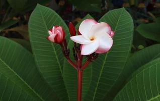 dichtbij omhoog roze wit plumeria of frangipani bloemen boeket Aan groen blad achtergrond in tuin met ochtend- licht. foto