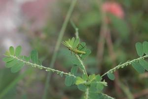 selectief focus schot van een sprinkhaan neergestreken Aan een groen blad foto