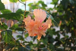 kleurrijk hawaiiaans hibiscus in de tuin foto