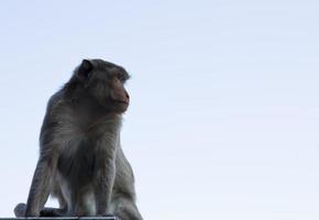makaak aap middel lucht foto