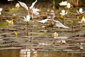 squacco reigers over het water foto