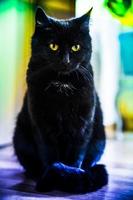 zwarte kat foto