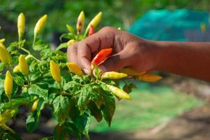 Gesloten omhoog hand- plukken chili in Aziatisch boerderij foto