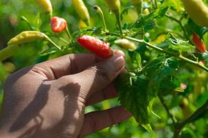 Gesloten omhoog hand- plukken chili in Aziatisch boerderij foto