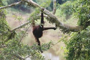 orangoetan moeder met baby Aan de bomen. plaats Bij kutai nationaal park, oosten- kalimantaan, Indonesië. selectief focus. foto