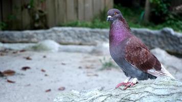 een duif is staand Aan een cement steen foto