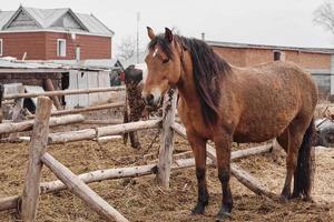 bruin paard looks Rechtdoor in de camera met zwart en wit koeien in de achtergrond. foto