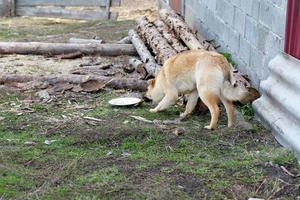 groot rood en verdwaald hond buiten de stad aan het eten van een kom Aan de straat. voeden dakloos dieren foto