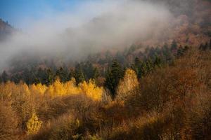 een charmant berg landschap in Karpaten, Roemenië. herfst natuur in bravo, Europa foto