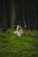 witte en bruine langharige hond zittend op groen gras overdag foto