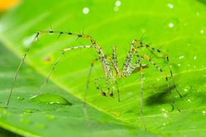 groene spin op een blad foto