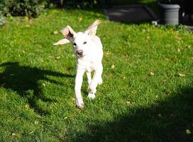 kort gecoat Britisch labrador retriever 4 maand oud foto
