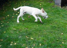 kort gecoat Britisch labrador retriever 4 maand oud foto