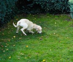 kort gecoat Britisch labrador retriever 4 maand oud foto