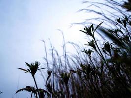 grassprietje in de wind op het grasland foto