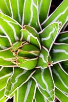 sappige plant close-up, verse bladeren detail van agave victoriae reginae foto