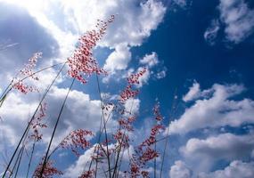 natal ruby gras bloemen in het felle zonlicht en pluizige wolken in de blauwe lucht foto