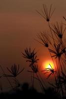 silhouetten gras en zonsondergang