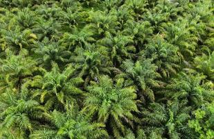 luchtfoto van de palmboom groene velden natuur agrarische boerderij achtergrond, bovenaanzicht palmbladeren van bovenaf van gewassen in het groen, vogelperspectief tropische boomplant foto