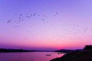 silhouet zonsondergang rivier- avond met kudde vliegend vogelstand bovenstaand meer Purper lucht Mekong rivier- zonsondergang Azië foto