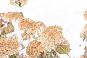 droog hortensia in de tuin gedekt met vorst dichtbij omhoog ijzig hortensia of hortensia bloem foto