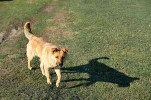 groot rood en verdwaald hond buiten de stad. hond op zoek Bij de camera foto