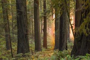 mystieke gloed in Redwood Grove