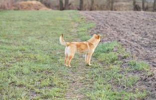 werken cocker spaniël, jachthond, werken geweer hond, jacht- hond, veld- sport, spaniël, puppy foto